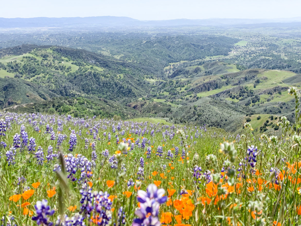 evergib_california_santa_ynez-5677