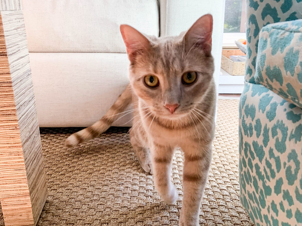 evergib_petsit_biscuit-hannah-2012_CROP